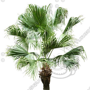 Palm_07.tga
