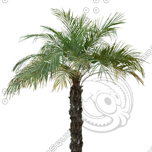Palm_32.tga