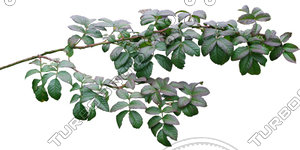 Branch_s_19.tga