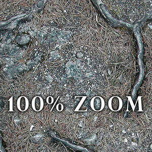 FOREST GROUND - roots, needles and rocks