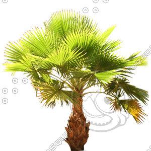 Palm_27.tga