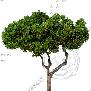 Tree_N_05.tga