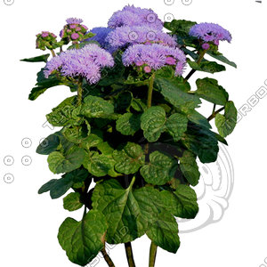 Flower_H_32.tga