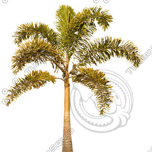 Palm_21.tga