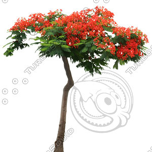 Tree_08.tga