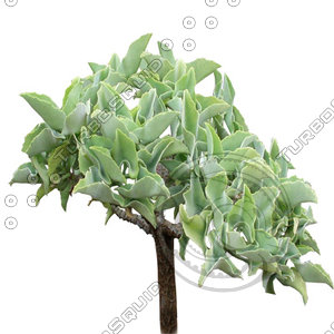 Tree_tropic_16.tga