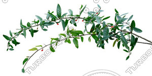 Branch_S_09.tga