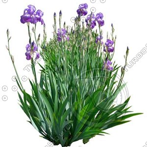 Flower_H_02.tga