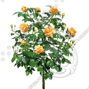 Flower_H_06.tga