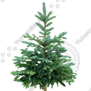 Tree_N_08.tga