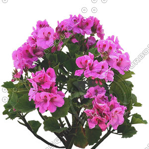 Flower_H_20.tga
