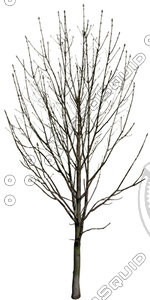Tree_dead_01.tga