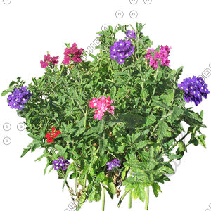 Flower_H_41.tga