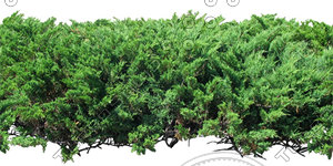 Bush_S_14.tga
