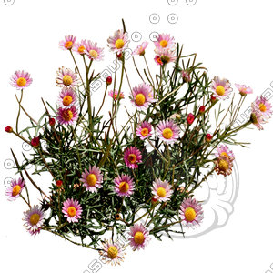 Flower_H_13.tga