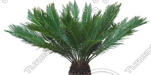 Palm_N_04.tga