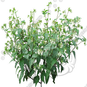 BushL_16.tga