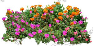 Flower_H_30.tga