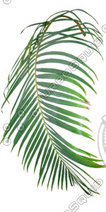 Branch_s_33.tga