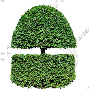 Bush_S_18.tga