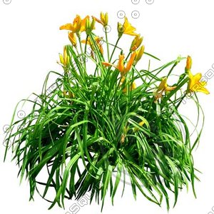 Flower_H_01.tga