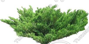Bush_S_07.tga