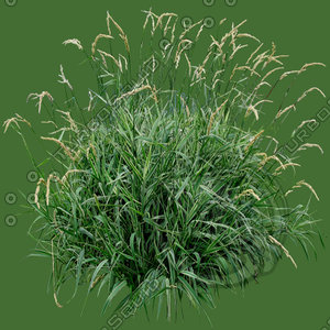 Grass_09.tga