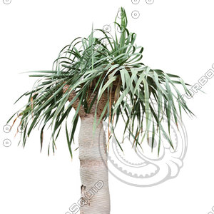 Palm_05.tga