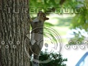 squirrel 2.tga