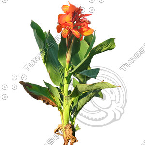 Flower_H_40.tga
