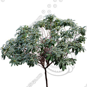Bush_S_24.tga