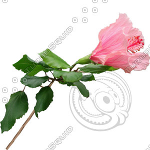 Branch_s_20.tga