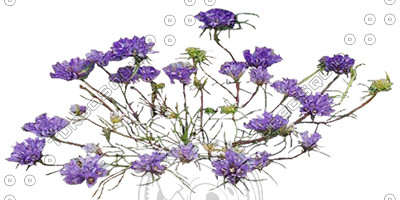  https://static.turbosquid.com/Preview/Content_2009_07_15__08_55_43/FlowerL_Blue_02_01.jpgd1fa5b6b-da53-41c0-9a10-bc192a987018Larger.jpg