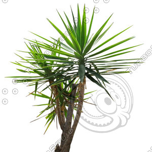 Palm_48.tga