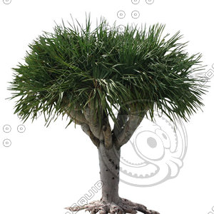 Palm_44.tga