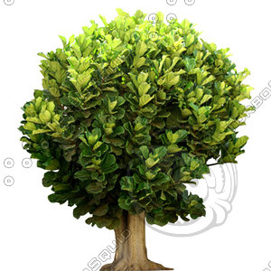Tree_tropic_03.tga