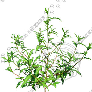 Grass_13.tga