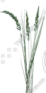 Grass_22.tga