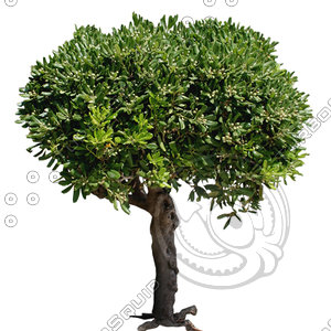 Tree_N_01.tga