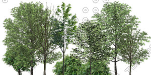 Trees_group_01.tga