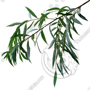Branch_s_23.tga