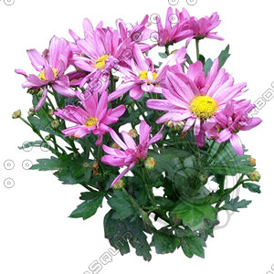 Flower_H_08.tga