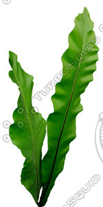 Branch_s_22a.tga