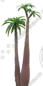 Palm_13.tga