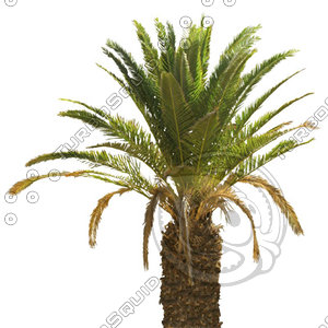 Palm_17.tga