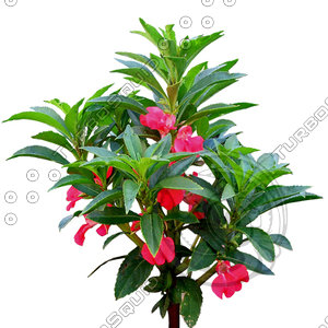 Flower_H_15.tga