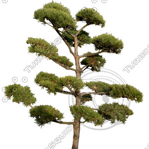 Tree_N_11.tga