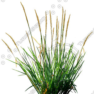Grass_18.tga