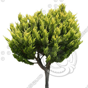 Tree_N_06.tga