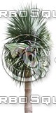 Tree_Palm_02.tga